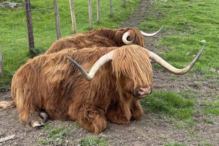 Speyside Day Tour