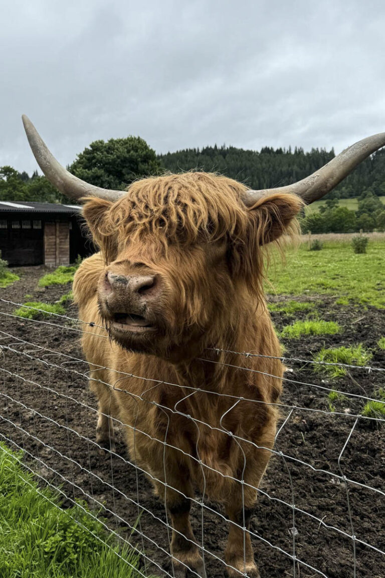 Stirling and Loch Lomond Day Tour
