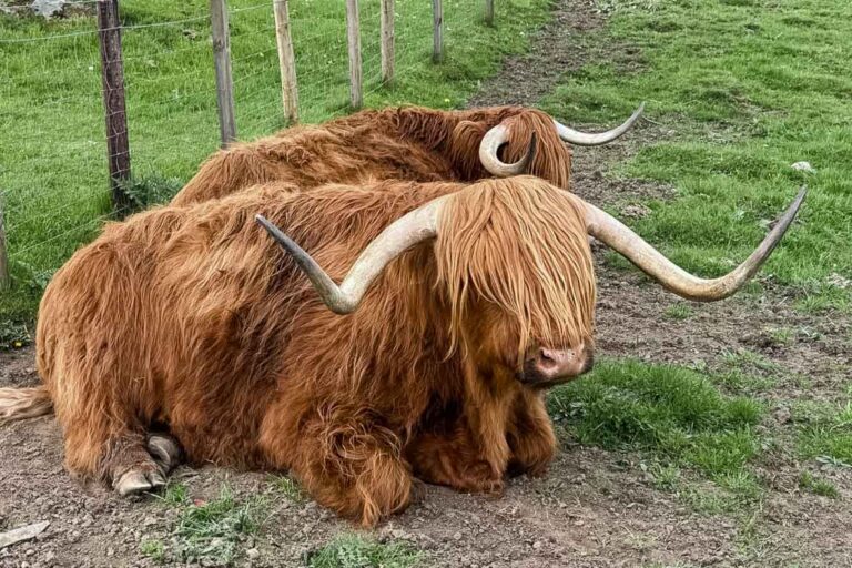 15 Day Scotland Tour